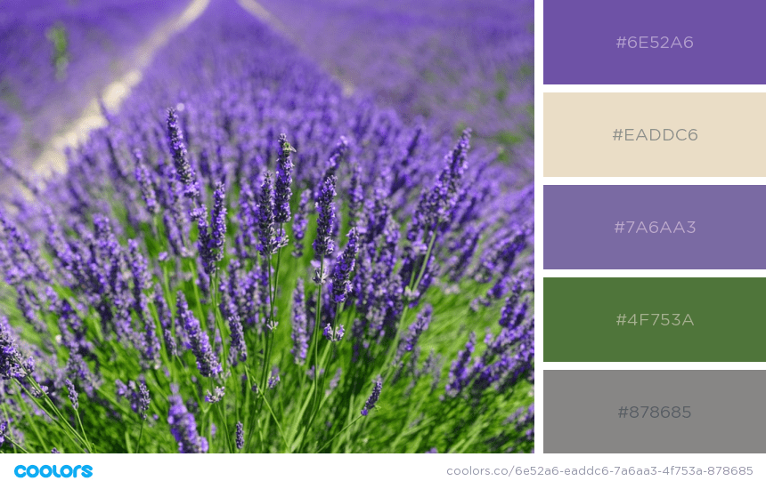 Lavender-field-photoshoot