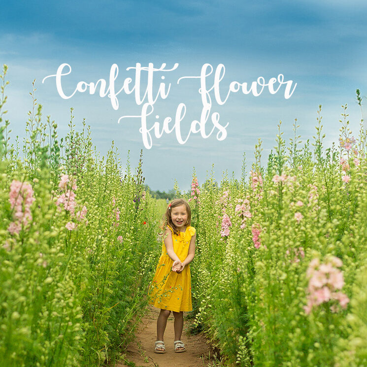 confetti flower fields mh