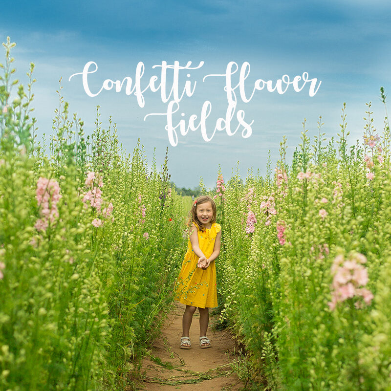confetti flower fields mh