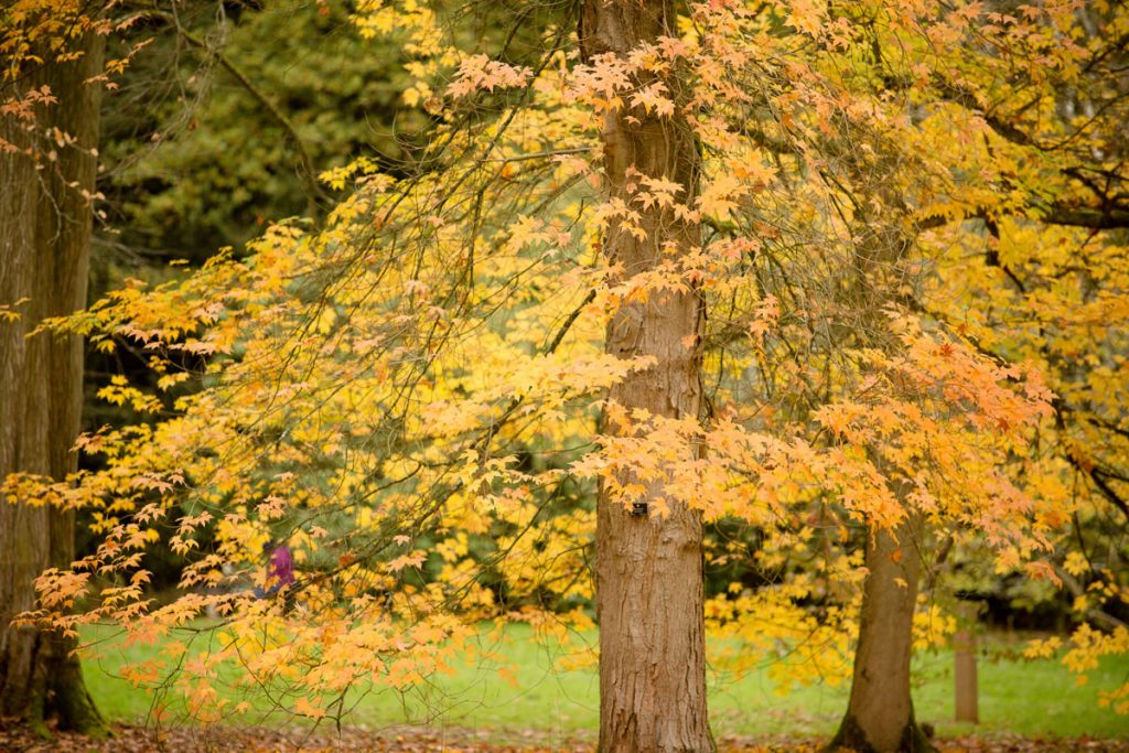 Westonbirt Arboretum Autumn Photo Shoot